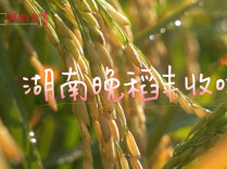 虫口夺粮，单产稳中有增 湖南晚稻收获进度过半