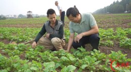 耒阳市新市镇方田驿村：精细管护壮油菜 千亩花海蓄力迎春旅