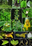 我国鼠尾草家族增添两名新成员