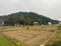 抢抓秋冬农时 打造示范样板——洞口县石柱镇油菜示范片以点带面促冬种