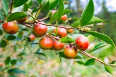 山坳油茶 乘“机”出山——隆回油茶采摘忙