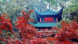 共赴一场醉美“枫”景的麓山之约 | 2022第十六届岳麓山红枫节启幕