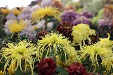 一场赏菊盛宴穿越两个世纪的故事系列之一