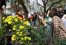 一场赏菊盛宴穿越两个世纪的故事系列之二