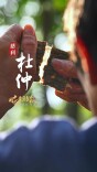 岐黄之路•本草出“湘”野②|植物“化石”，缕缕银丝济世人