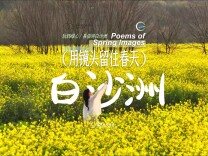 用镜头留住长株潭的春天|来白沙洲的油菜花田里看到了梵高的色彩！