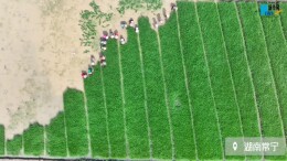 湖南常宁：晚稻插秧 织就农耕图景