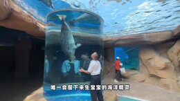 海洋生物科普讲解｜斑海豹：可爱的“海洋小战士”