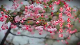 湘生态科普丨春日解码之“花中神仙”——海棠花
