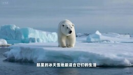 海洋生物科普讲解｜北极熊：冰原上的“大白巨人”
