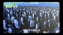 海洋生物科普讲解｜企鹅：不会飞的“海鸟绅士”