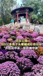 日坛公园8000多株千头菊铺成彩色山谷