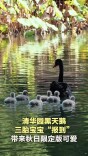 清华园黑天鹅三胎宝宝“报到”，带来秋日限定版可爱