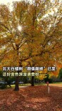 北大白蜡树“颜值巅峰”已至，这份金色浪漫请查收