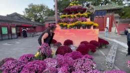 北京民俗博物馆5米“九花塔”亮相迎重阳