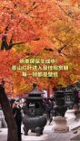 香山红叶进入最佳观赏期，每一帧都是壁纸
