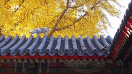 静谧美好！北京中山公园古建筑上“长”猫了