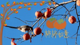 景山柿树引飞鸟，晴空柿语，语柿柿如意～