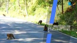 短尾猴下山觅食为莽山添生趣