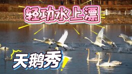 密云天鹅上演“轻功水上漂”