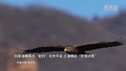 白尾海雕再次“赴约”北京平谷 上演精彩“狩猎大秀”