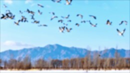 “冬日精灵”飞临延庆野鸭湖，上演“千鹤舞雪”