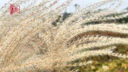 芦花盛放 江滩如画