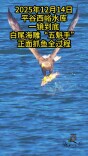一镜到底定格王者风范！平谷西峪水库白尾海雕抓鱼