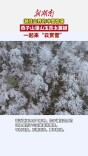 江永：燕子山漫山玉蕊太震撼！一起来“云赏雪”