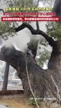 道县通报1200年古树起火 ：系2名小孩扔爆竹所致 将立即推进抢救复壮工作