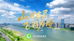 《山河有灵 飞羽为诗》——长沙市护鸟爱鸟公益视频