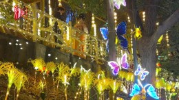 南郊千灯 璀璨绽放