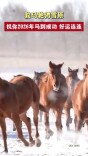 骏马驰骋雪原，祝你2026年马到成功