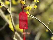 凌寒漫步赏蜡梅！玉渊潭公园蜡梅进入盛花期