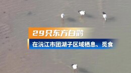 29只！“鸟中大熊猫”东方白鹳组团现身沅江，创下当地监测新纪录