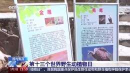 金雕、豹猫等放归自然，八达岭林场迎特殊“归客”