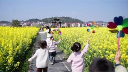 茶陵春日“限定款”：油菜花海与童年笑颜