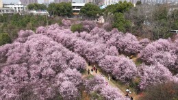 漫山梅开，遇见春日 “梅” 好