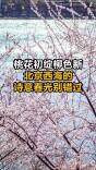 桃花初绽柳色新，北京西海的诗意春光别错过