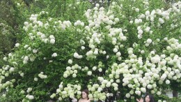 清新自然！长沙这里的木绣球迎来盛花期