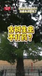 天坛古树生虫不打药，放点木头就行？ 来看北京古树传奇