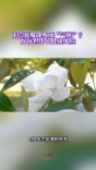 今日科普｜玉兰花瓣能吹成“气球”？好玩但小心健康风险
