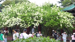 绣球花开！解锁春日浪漫打卡胜地