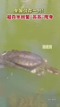 全国仅存一只！超百岁斑鳖“苏苏”现身