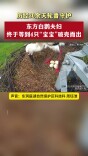 历经30余天轮番守护，东方白鹳夫妇终于等到4只“宝宝”破壳而出