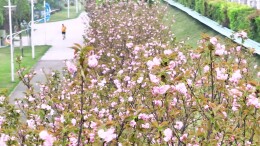 来这跑步，顺路坠入樱花海