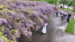 花开正盛！春日紫韵醉游人