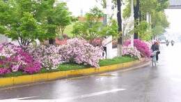 漫步杜鹃路，赴一场春日花海之约