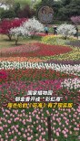 国家植物园郁金香开成“彩虹海”！