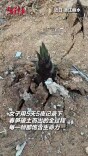 生命的力量无可抵挡！女子用5天5夜记录下春笋破土而出的全过程